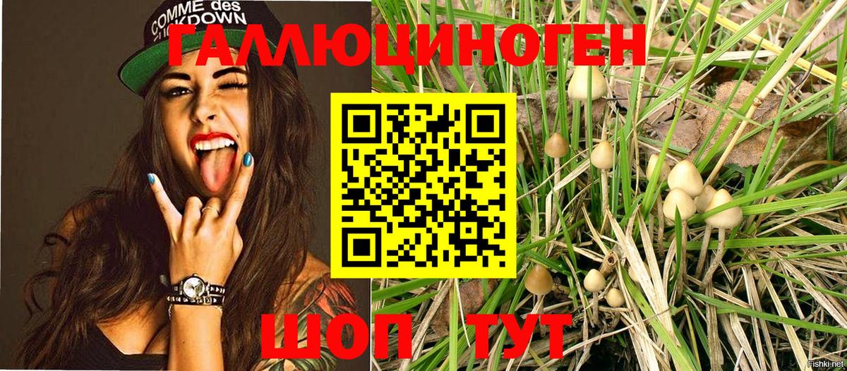 Псилоцибиновые грибы Psilocybe Верхняя Пышма